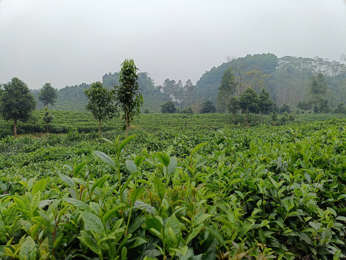 Vùng chè Hưng Khánh (huyện Trấn Yên, Yên Bái) đang hồi sinh mạnh mẽ sau cơn bão chè bẩn hơn chục năm trước. Ảnh: Thanh Tiến.