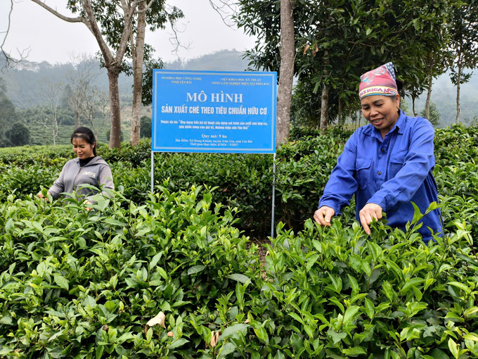 Người dân Hưng Khánh hiện đã chú trọng làm chè sạch, chè hữu cơ. Ảnh: Thanh Tiến.