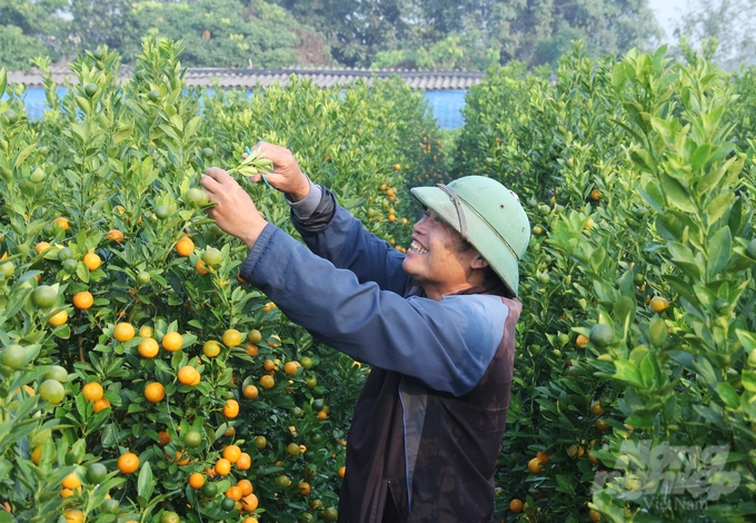 Vượt qua nhiều khó khăn do ảnh hưởng tiêu cực của thời tiết, các nhà vườn trồng quất tại Văn Giang đã sẵn sàng cung ứng ra thị trường những dòng sản phẩm đẹp nhất. Ảnh: Trung Quân.