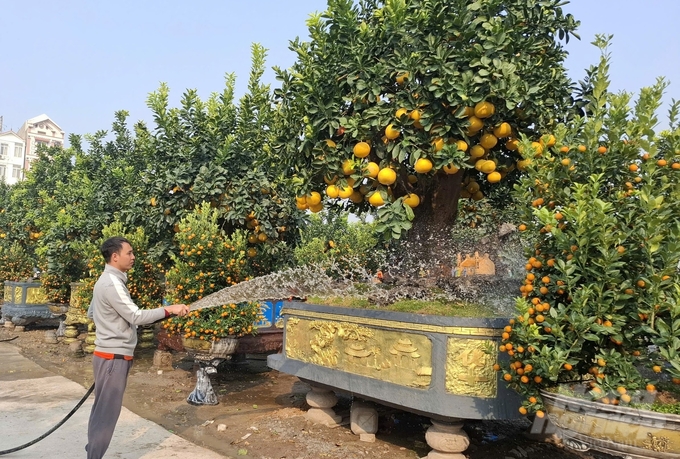 Các nhà vườn cũng trình làng nhiều sản phẩm độc, lạ phục vụ nhu cầu trưng Tết của người dân.