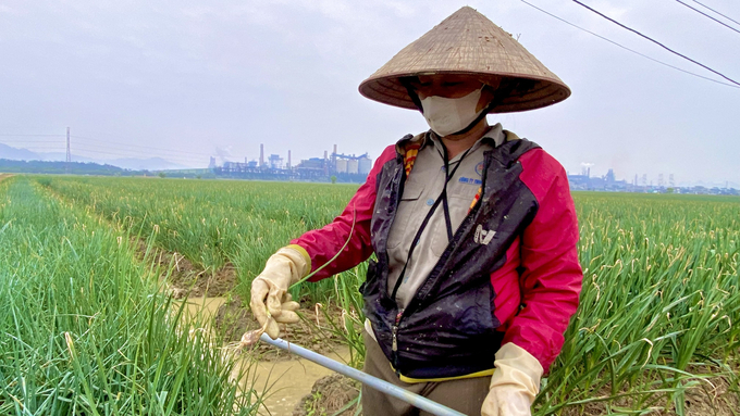 Bà Phạm Thị Đô ở phường Hiệp Sơn cho biết: 'Đất đai không phụ công người, chính sự cần cù của người dân qua bao thế hệ đã tạo nên thương hiệu hành, tỏi của vùng đất Kinh Môn'. Ảnh: T.Thành.