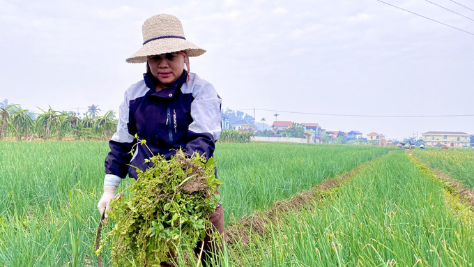 Chị Nguyễn Thị Nga ở xã Bạch Đăng đang tranh thủ thời gian để làm cỏ, chăm sóc cho diện tích hành, tỏi của gia đình. Ảnh: T.Thành.