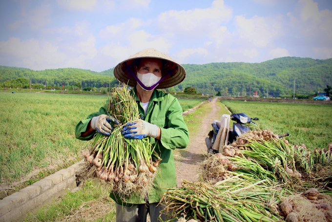 Sau 4 tháng trồng và chăm sóc, hành, tỏi sẽ cho thu hoạch. Ảnh: Trung Quân.