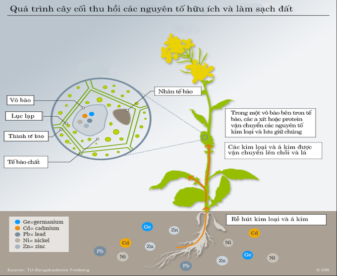 Quá trình cây thu hồi các nguyên tố hữu ích và làm sạch trong đất.