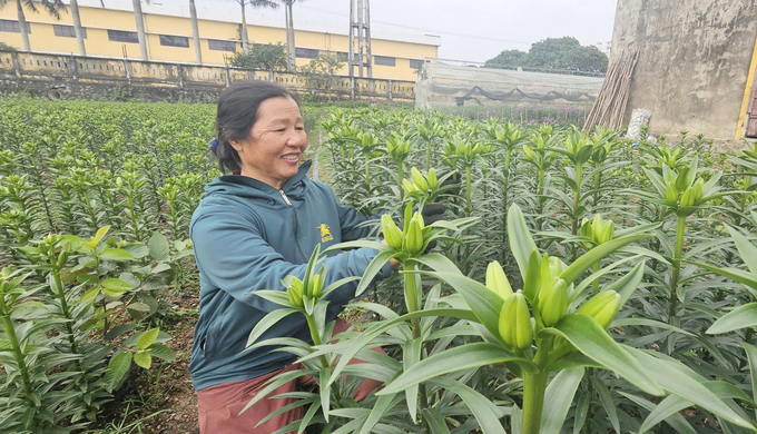 Bà Nguyễn Thị Hoan: 'Hoa ly sẽ nở vào dịp Tết và cho thu nhập cao'. Ảnh: T. Đức.