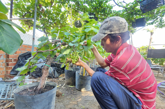 Nho cảnh được ông Nguyễn Ngọc Hoài tạo nhiều kiểu dáng khác nhau. Ảnh: PC.