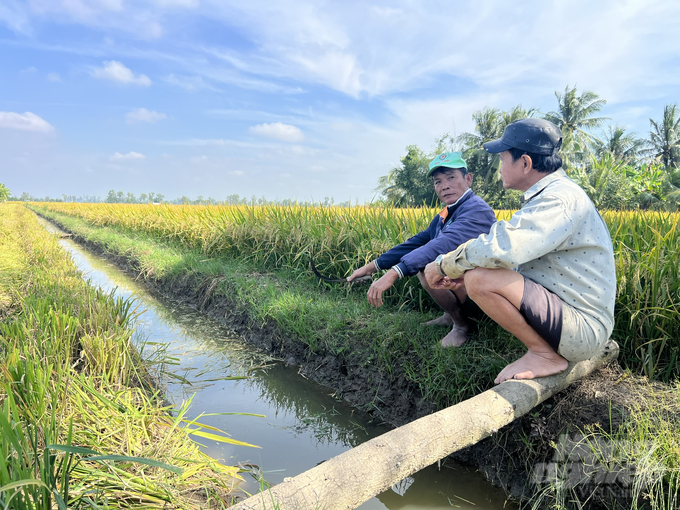 Nông dân huyện Vĩnh Lợi thu hoạch vụ lúa thu đông 2024. Ảnh: Trọng Linh.