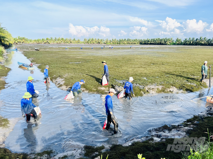 Nông dân huyện Hồng Dân thu hoạch tôm càng xanh. Ảnh: Trọng Linh.