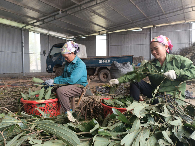 Việc tận thu lá quế vừa tạo việc làm, tăng thu nhập vừa góp phần bảo vệ môi trường. Ảnh: Thanh Tiến.