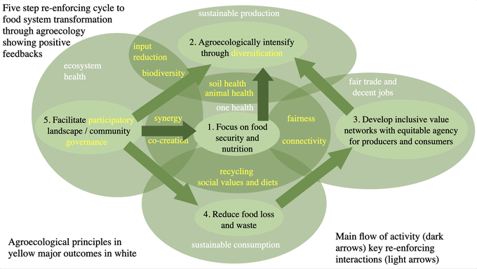 A 5-step approach to transforming food systems through agroecology. Photo:  Prof. Fergus Sinclair.