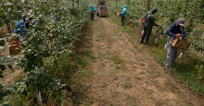 Workers pick apples at an orchard in Adams County in August 2024. Pennsylvania’s fruit industry is among a number of agricultural businesses that could be affected by the Trump administration’s pledge to crack down on immigration. Photo courtesy: Commonwealth Media Services.