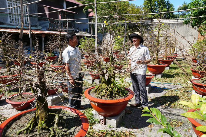 Anh Phong (trái) chia sẻ kinh nghiệm trồng và chăm sóc mai vàng bon sai. Ảnh: Trần Trung.