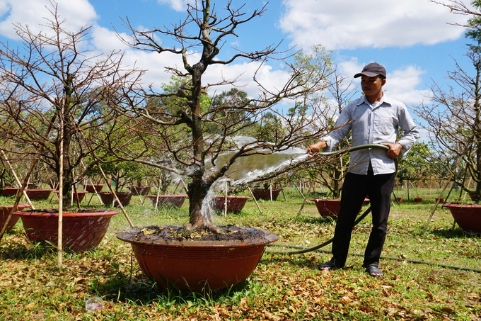 Người trồng mai Bình Phước chuẩn bị tung hàng dịp Tết. Ảnh: Trần Trung.