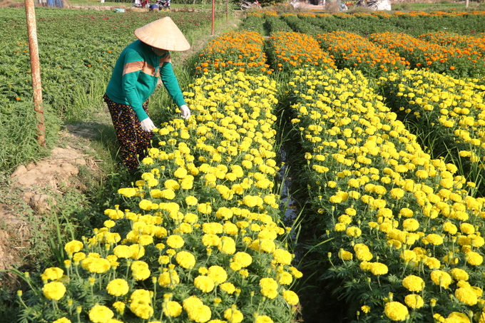 Nhà vườn kỳ vọng năm nay hoa sẽ hút hàng để bà con có cái Tết trọn vẹn. Ảnh: Trần Trung.