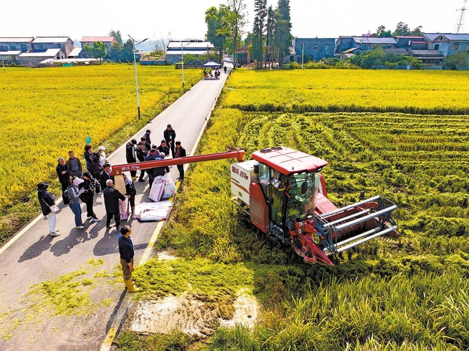 Farmers and experts assess rice yield in a grain production experimental area in Changsha, Hunan province, in October. The annual average yield of the double-cropping rice reached 19.3 metric tons per hectare.