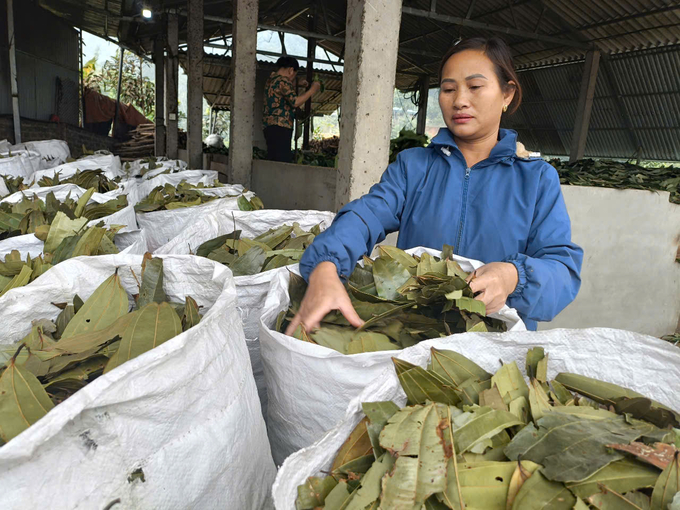 Each month, the cooperative exports 30 to 40 tons of dried cinnamon leaves to India. Photo: Thanh Tien.