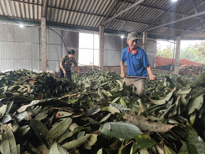 The cinnamon leaves, after being separated from the branches, are sorted and completely dried. Photo: Thanh Tien.