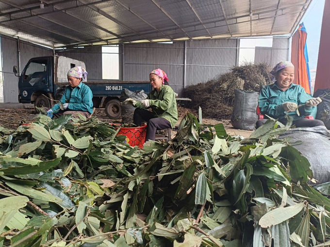 The processing of cinnamon leaves for export has created jobs for many workers in Hung Khanh commune. Photo: Thanh Tien.