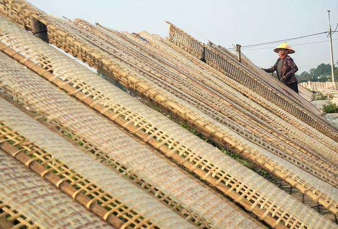 Năm nay thời tiết thuận lợi nên làng bánh đa nem Thạch Hưng sản xuất rất hiệu quả. Ảnh: Thanh Nga.