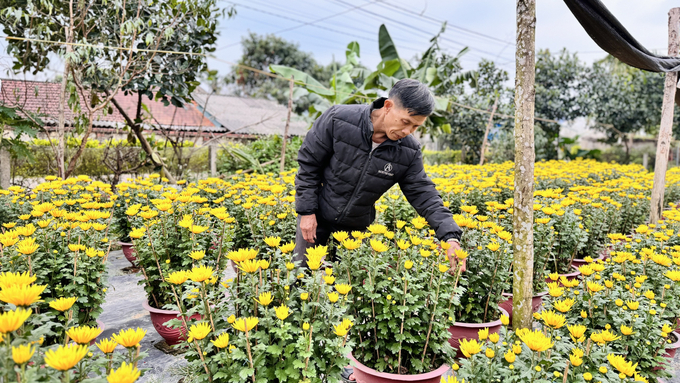 Nhờ xuống giống đúng thời vụ, áp dụng kỹ thuật, chăm bón phù hợp, hoa cúc năm nay được đánh giá phát triển tốt, chất lượng nụ đều, đẹp. Ảnh: Ánh Nguyệt.