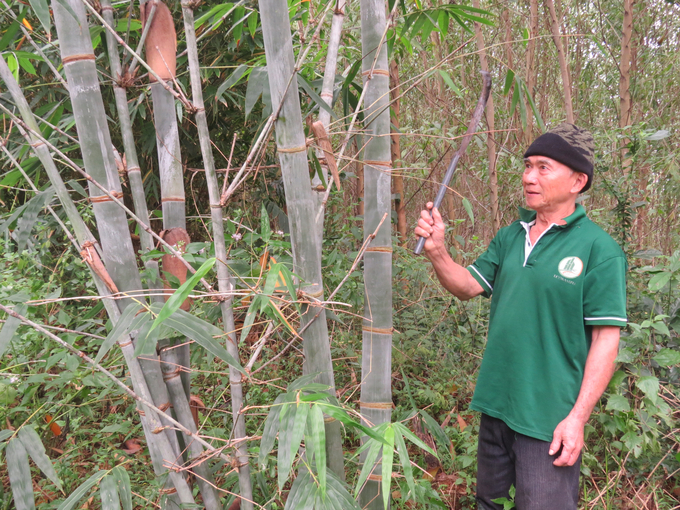 Ông Phan Văn Quang bên bụi tre gần 3 năm tuổi. Ảnh: Thanh Kỳ.