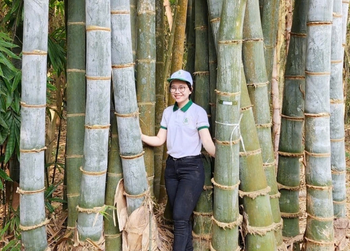 Chị Trần Thị Phượng - Phó Giám đốc Công ty Cổ phần Tre sinh thái EcoBambu bên bụi tre nguyên liệu sinh khối cao. Ảnh: NVCC.