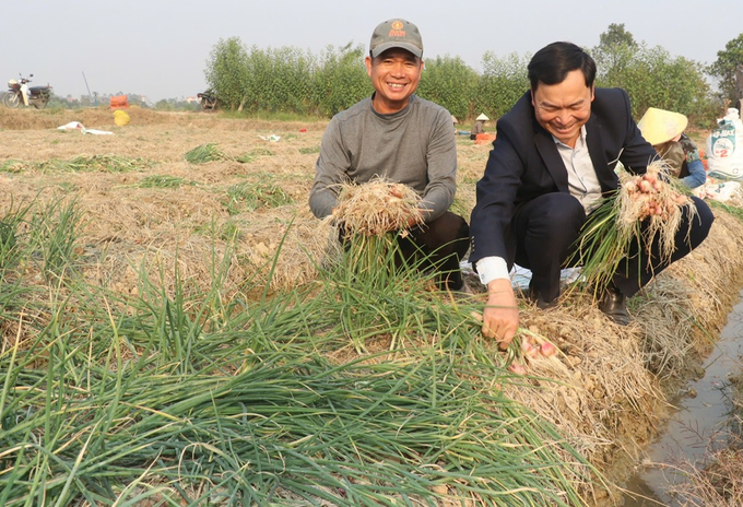 Nông dân trồng hành vụ đông ở Nam Sách năm nay tiếp tục gặt hái thắng lợi. Ảnh: Nguyễn Hữu Vân.