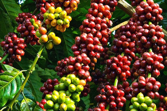 Coffee prices today, January 20, 2025: Continuing upward momentum with expectations of sustaining high levels