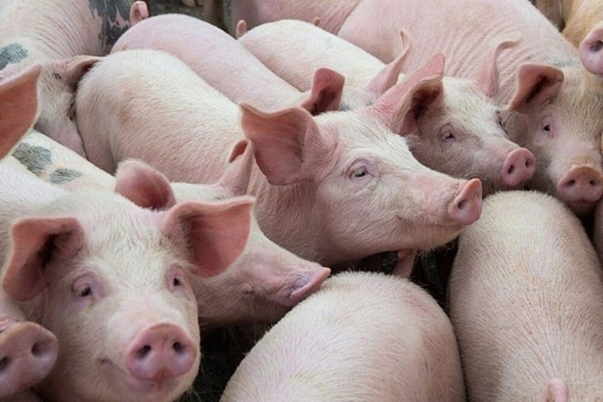 Live pig price today, January 20, 2025: Maintaining stability in all three regions