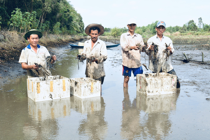 Nông dân khai thác nguồn nguyên liệu để làm khô phục vụ thị trường Tết. Ảnh: Trọng Linh.