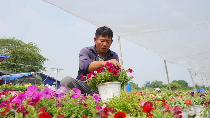 Ông Lê Văn Tuấn, Tổ trưởng Tổ hợp tác hoa nền phường Thạnh Xuân chăm sóc từng cánh hoa trước khi đưa tới tay người tiêu dùng. Ảnh: Nguyễn Thủy.