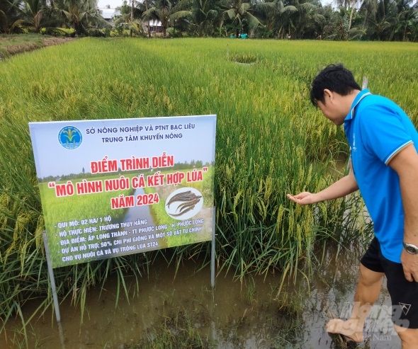 Mô hình nuôi cá kết hợp trong ruộng lúa bước đầu mang lại hiệu quả kinh tế cao. Ảnh: Trọng Linh.