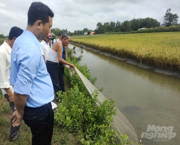 Mô hình nuôi cá kết hợp trong ruộng lúa được Trung tâm Khuyến nông tỉnh Bạc Liêu tiếp tục nhân rộng. Ảnh: Trọng Linh.