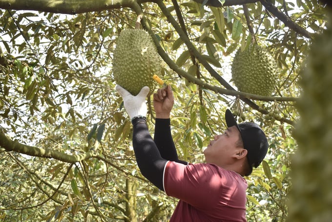 Gỡ sầu riêng để nghe tuổi cơm, lựa trái già. Ảnh: Minh Đảm.