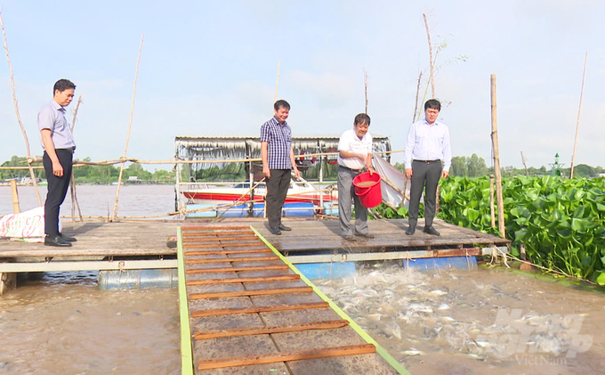 Bí thư Tỉnh ủy Đồng Tháp Lê Quốc Phong (ảnh phải ngoài cùng) đến thăm đàn cá tự nhiên hàng chục tấn sinh sống tại bờ kè phường An Thạnh, (TP Hồng Ngự) đã được chính quyền và người dân địa phương bảo vệ, cho ăn hàng ngày. Ảnh: Lê Hoàng Vũ.