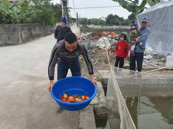 Năm nay hầu như các hộ nuôi cá đều bán hết, cung không đủ cầu dịp 23 tháng Chạp. Ảnh: Đinh Mười.