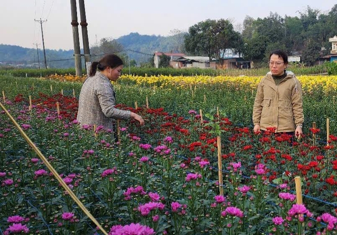 Cán bộ khuyến nông kiểm tra cây trồng vụ tại huyện Bảo Thắng. Ảnh: Lưu Hòa.