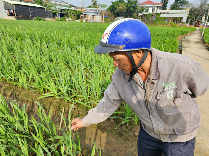 Thương lái đang dạo nhà vườn xem hoa, đặt cọc nhưng tỏ vẻ khó tìm hoa ưng ý vì hầu hết nở muộn. Ảnh: KS.