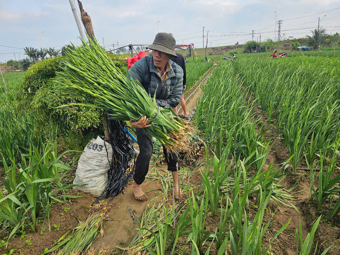 Anh Trí đang thu hoạch hoa lay ơn nở sớm. Ảnh: KS.