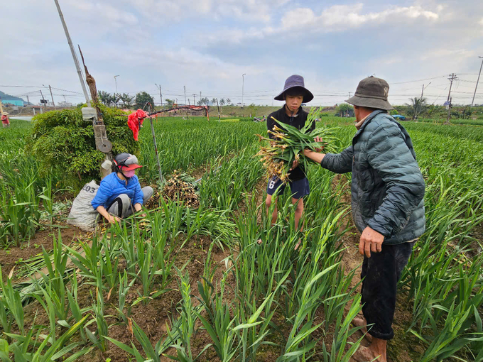 Vụ hoa Tết năm nay toàn phường 1, TP Tuy Hòa trồng khoảng 25 ha hoa lay ơn. Ảnh: KS.