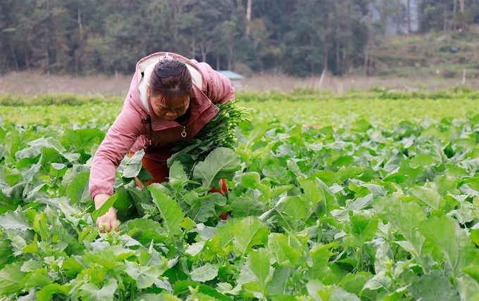 Rau vụ đông góp phần tạo thêm thu nhập cho người dân huyện Si Ma Cai. Ảnh: Lưu Hòa.