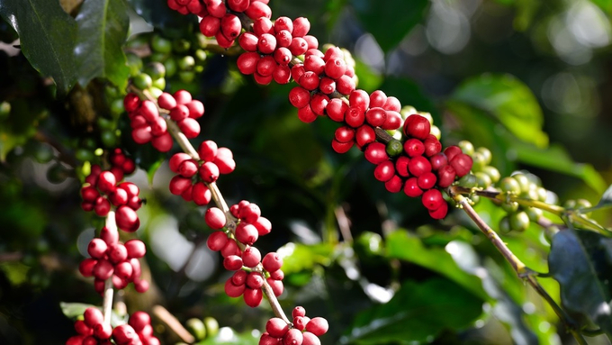 Coffee prices on January 22, 2025: Significant increases in domestic and global markets