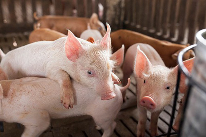 Live pig prices on January 21, 2025: Fluctuating from VND 66,000 - 69,000 /kg.