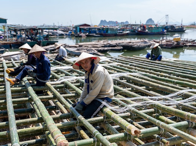 Quảng Ninh tăng tốc khôi phục sản xuất nông nghiệp sau bão. Ảnh: Nguyễn Thành. 