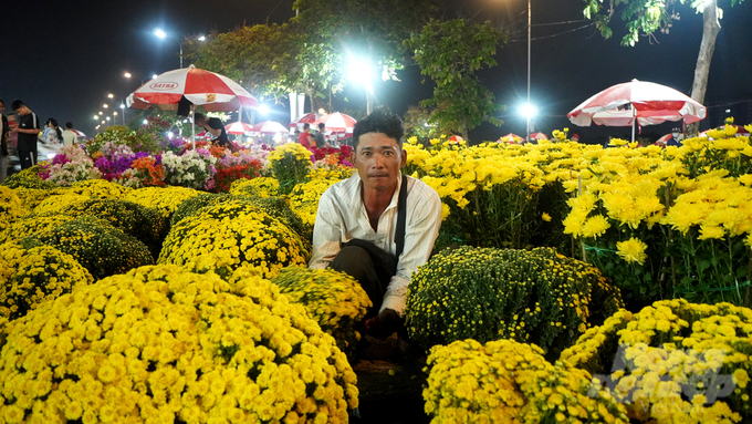 Nhà vườn Đồng Tháp hy vọng bán hết 600 chậu hoa cúc. Ảnh: Nguyễn Thủy.