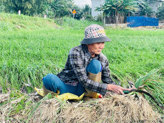 Bà Lê Thị Thắng ở xã Mỹ Trinh (huyện Phù Mỹ, Bình Định) thu hoạch kiệu bán Tết. Ảnh: V.Đ.T.