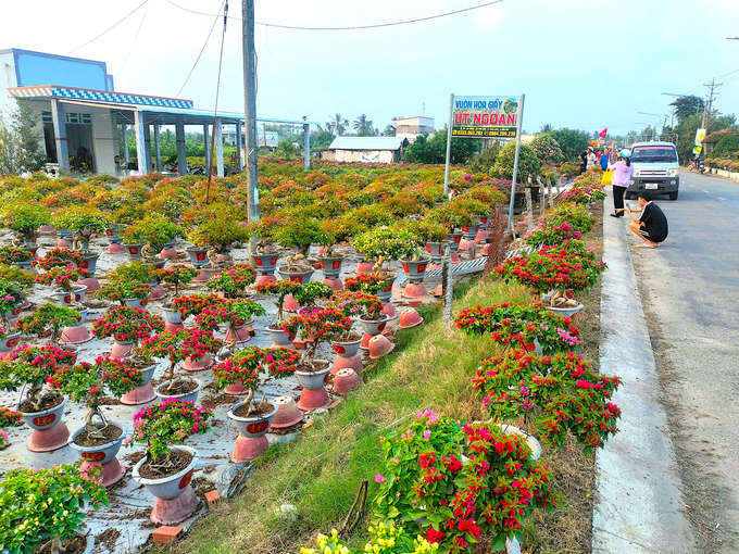 Hoa giấy tại xã Phú Sơn tiêu thụ cũng khá lên nhờ hiệu ứng của lễ hội hoa kiểng vừa diễn ra tại đây. Ảnh: Minh Đảm.