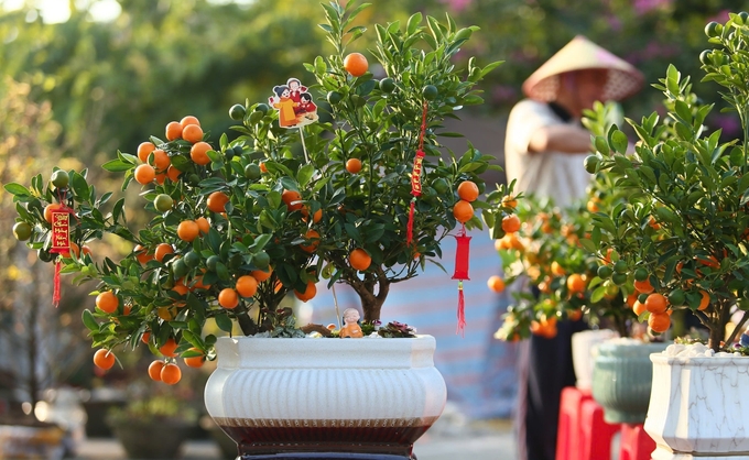 Cây đôi quất bon sai được bán trên dưới 1 triệu đồng. Ảnh: Ngọc Linh.