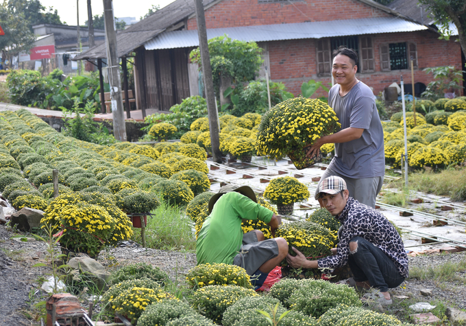 Người dân mua cúc mâm xôi về chưng Tết. Ảnh: Minh Đảm.