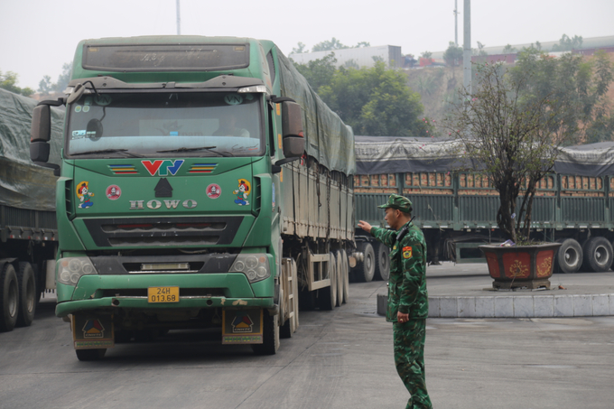 Những chuyến xe chở thanh long nối đuôi nhau chuẩn bị xuất khẩu sang Trung Quốc. Ảnh: H.Đ.